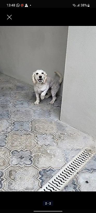 it və qız: Pudel, 2 il, Dişi — 2