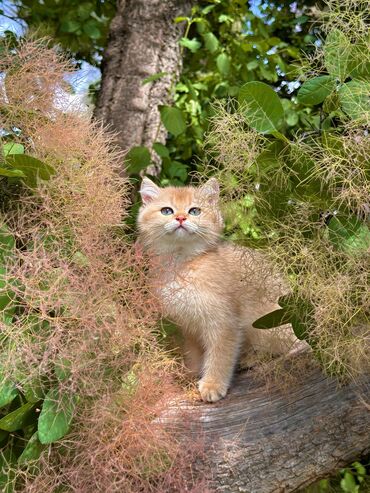 Коты: Продается ДОРОГО котёнок порода British Дорого В разведении также в
