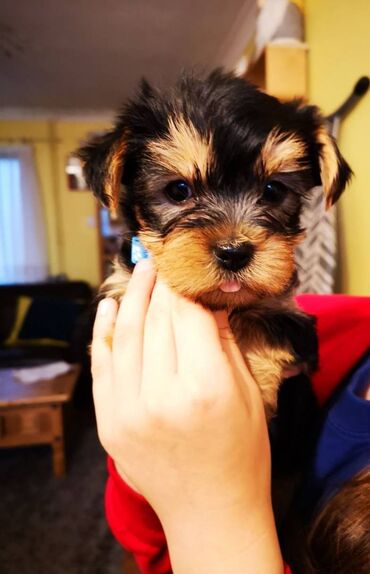 974 ads for count | lalafo.gr: Yorkshire Terrier Puppies Girls and boys available. They have been