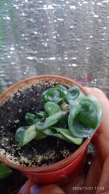 Хойи: Коллекционные хоии (Hoya) – несколько разновидностей в горшках и — 14