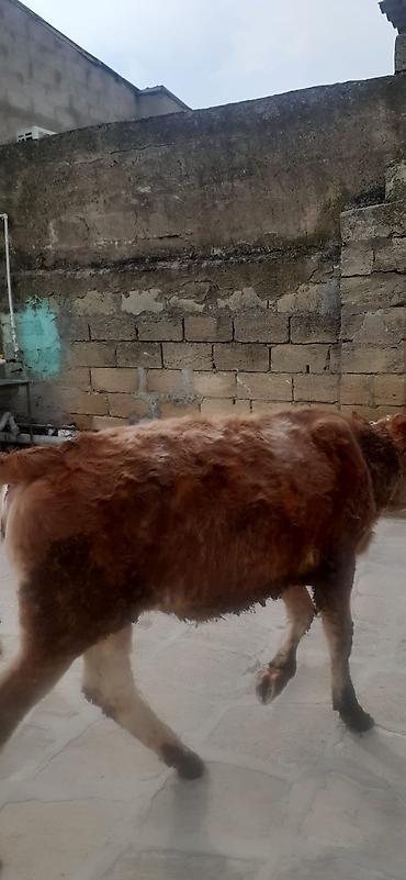 bakida cins ineklerin satisi: 9ayliq disi danadi simentaldi oz danamdi alverci deyil.1300manat.qobu — 1