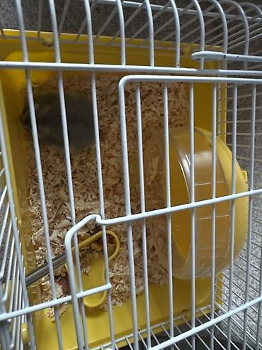 hamster qefesi: Kiçik heyvan dəsti – cüce hamster və qəfəsi - Növ: cüce hamster (boz — 2