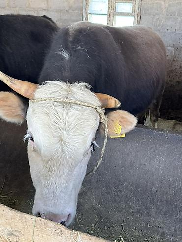 Коровы, быки: Продаю | Бык (самец) | На откорм, На забой | Привязанные — 8