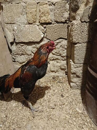 Xoruzlar: Yapon 1 yaş yarımlıq heyvandı problemsiz heyvandı barter yalnız şamo — 2