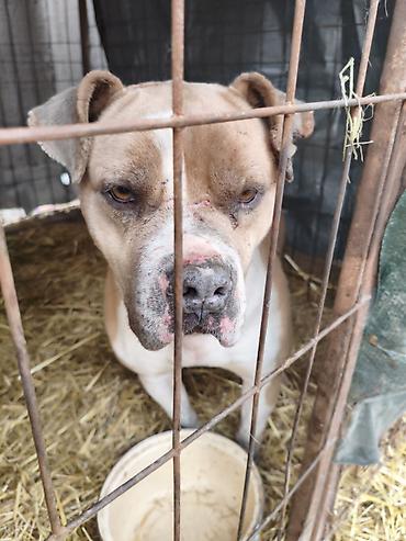 Отдам даром собаку: Собака даром: Бульдог, Более 5 лет, Самец, С прививкой — 10