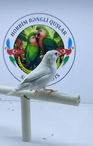 bulbul quşu haqqinda melumat: Ağ rəngli dekorativ kanareyka/quş - Tamamilə ağ tüklü, zərif və sakit — 1