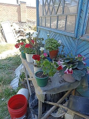 петуния цветы: Комнатные и садовые растения в горшках - Цветущая герань (пеларгония) — 1