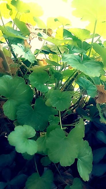 Отдам даром: Цветы от 50 сом и выше — 10