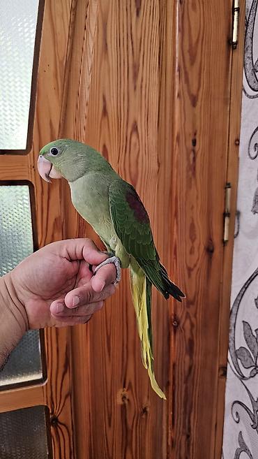 balaca pisik satisi: Aleksandr (parrot) cinsiyyəti dişidir əl quşudur– yaşıl tonlarda, uzun — 5