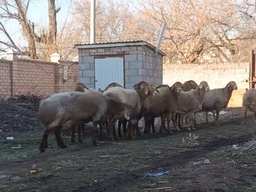 Бараны, овцы: Продаю | Овца (самка) | Для разведения | Матка — 3