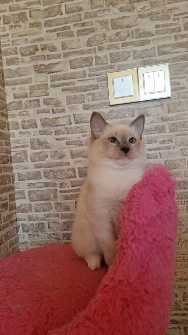 Pişiklər: Dişi, Pulsuz çatdırılma — 5