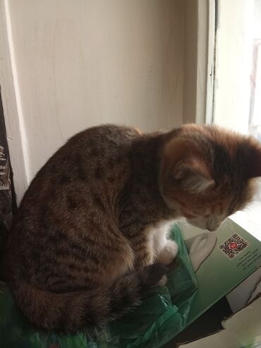 Pişiklər: Yaxşı əllərə — 10