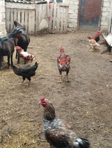 Xoruzlar: Aseel tipli uzunayaqlı cücərti/ceylək xoruz - Uzun və güclü sarı — 19