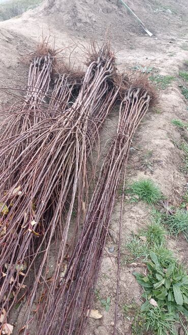 Tinglər: Təmiz və sağlam tingler isteyirsinizse bzmle əlaqə saxlaya blərsniz -da lalafo.az — 6 Tinglər: Təmiz və sağlam tingler isteyirsinizse bzmle əlaqə saxlaya blərsniz — 6