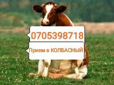 купить ауди а 4 в Кыргызстан: Принимаем скот на забой в колбасный цех
дорого!!! В любое время