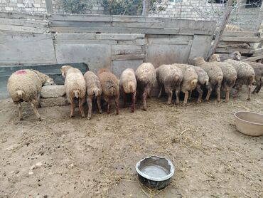 Qoyunlar, qoçlar: Salam alekum hər cəkidə quzumuz var erkək qurbanlıq quzular 270 — 6