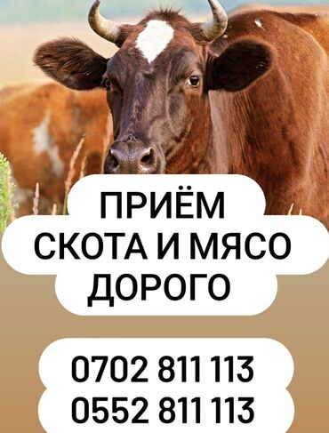 преобразователь для стрижки овец: Куплю | Коровы, быки | Самовывоз