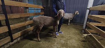 Продам с/х животных: Продаю | Ягненок | Арашан — 6