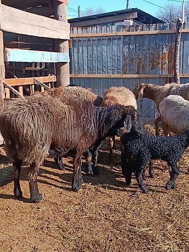 Баран, овца: Продаю | Ягненок | На забой | Племенные — 10