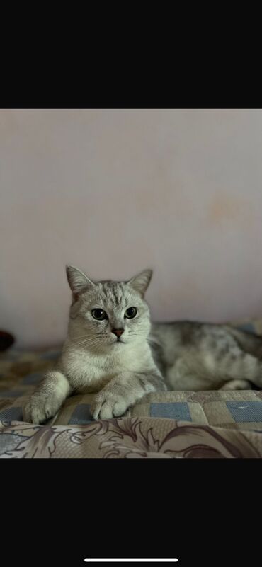 цена на пшеницу на сегодня за наличку: Британская короткошёрстная, 11 месяцев, Мальчик, Серебристая шиншилла, Приучена к лотку, Проглистована