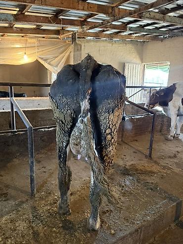 Коровы, быки: Продаю | Тёлка | Искусственник — 4