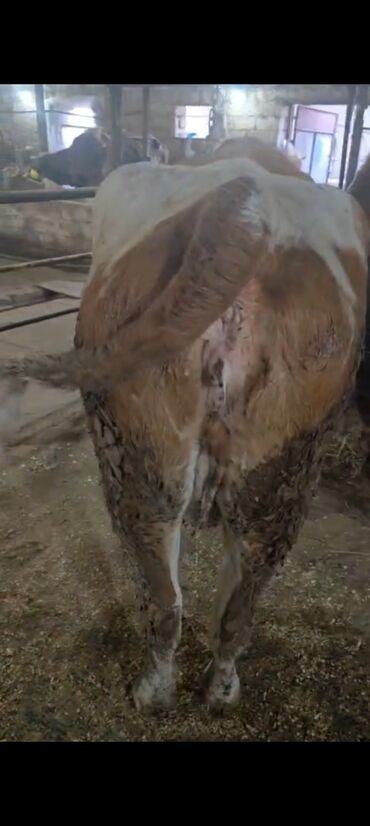 Inəklər, öküzlər: Salam aleykum super 2 dene iney diler cüt 6400 diyilir razılaşmaq olar — 17