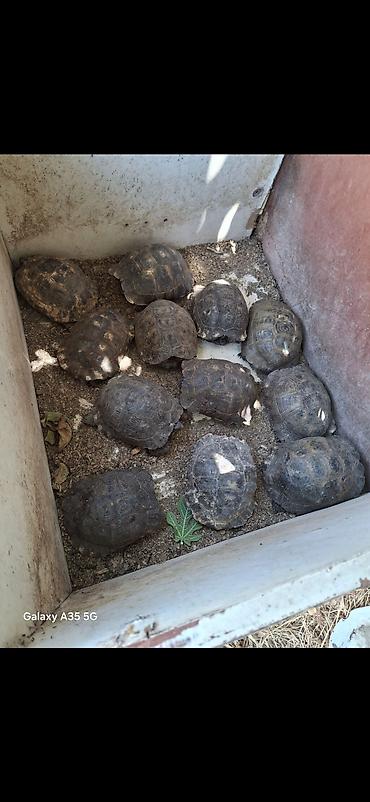sekiller maraqli: Quruda yaşayan tısbağalar – bir neçə fərqli ölçüdə (təxminən ovuc — 1