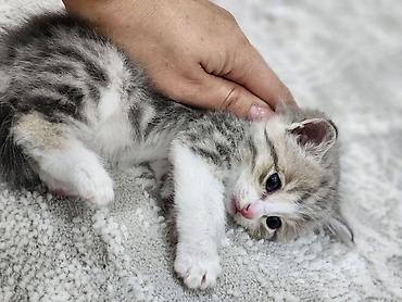 кошки коты котята: Котята, домашние. Пушистые малыши с мягкой шерстью: один тёмный — 3