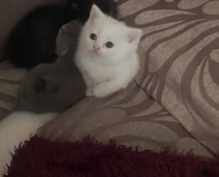 Pişiklər: Şotland 35 günlük bala pişiy qum tərbiyəsi var dişi və erkey var 100m