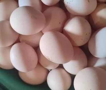 Молочные продукты и яйца: Яйцо от производителя оптом и в розницу цена договорная. Есть все
