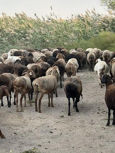 бирки для баранов: Продаю | Овца (самка) | Для разведения | Матка — 6