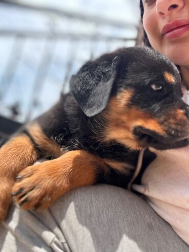 İtlər: Rotveyler, 1 ay, Erkek -da lalafo.az — 4 İtlər: Rotveyler, 1 ay, Erkek — 4