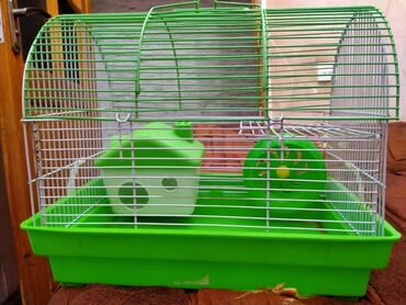 Gəmiricilər: Salam. Disi xomyak satilir. Qefesle birge. Qefesde gorduyunuz her sey -da lalafo.az — 13 Gəmiricilər: Salam. Disi xomyak satilir. Qefesle birge. Qefesde gorduyunuz her sey — 13