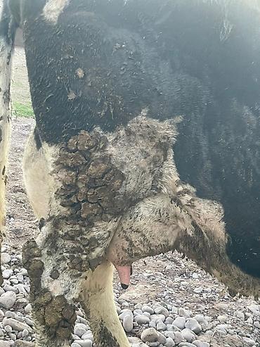 Коровы, быки: Продаю | Корова (самка) | Для молока — 1