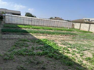 Torpaq sahələrinin satışı: Kənd təsərrüfatı — 11