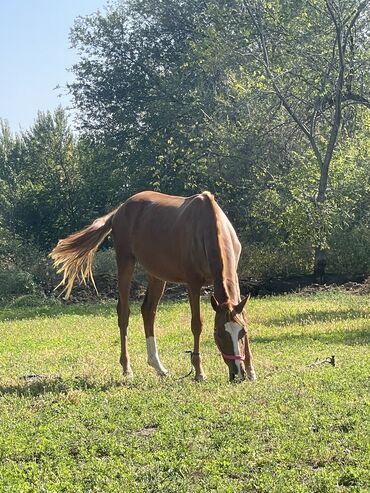продажа щенков немецкой овчарки в бишкеке с документами: Продаю | Кобыла (самка), Конь (самец) | Дончак