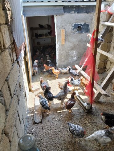 ingilis setteri itinin digər adı: Toyuq, Yumurtalıq, Ünvandan götürmə
