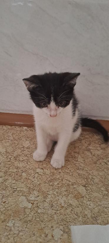 Кошки: Котята в добрые руки к лотку приучены кушают самостоятельно — 4