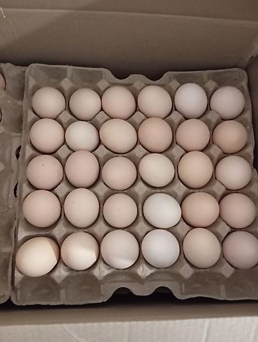 куры несушки: 🥚 ЯЙЦА ПО 10 ШТ. В ГОТОВОЙ УПАКОВКЕ — ОПТОМ! Ищете готовый товар для — 2