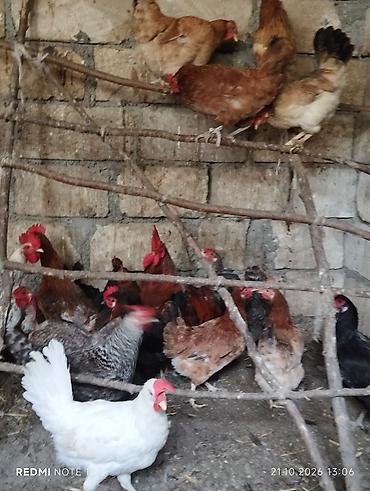 etibarli ellere verilir: Toyuq, Yumurtalıq — 5