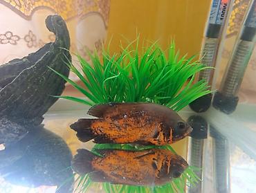 Akvariumlar: Akvarium və balıq dəsti satılır. Dəst tərkibi: - Şüşə akvarium — 11