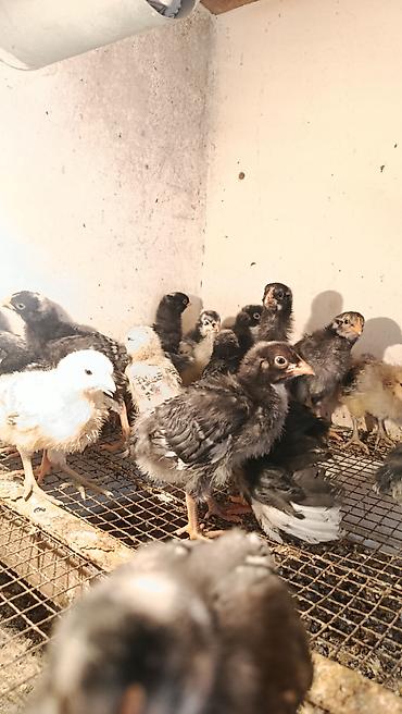 it bazari bakida: Təmiz qan Xarkov cücələri tam sağlam vitaminləri verilib 15 günlük — 3