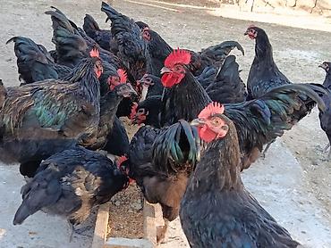 sabuncu toyuq bazari: Toyuq, Australorp, Yumurtalıq — 8