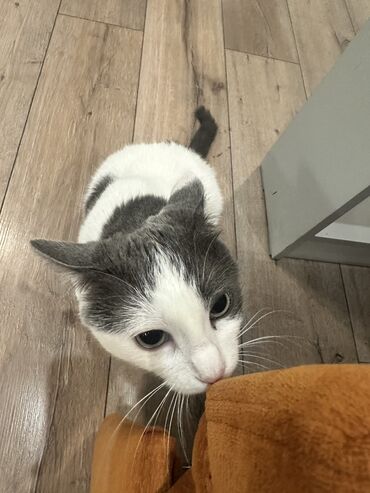 ориентальная кошка черная: Кошка даром: Беспородная, Девочка, Приучена к лотку, Проглистована, С прививками