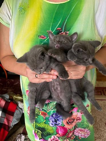 породистые кошки цена: Котята серого и кремового окраса Страйки прямоухие 3000 тыс. (1 — 6
