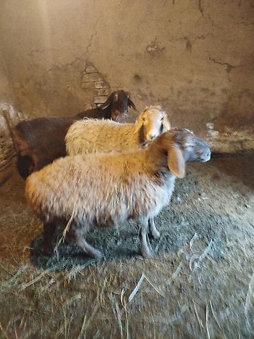 Баран, овца: Продаю | Ягненок | Полукровка | Для разведения | Матка — 4