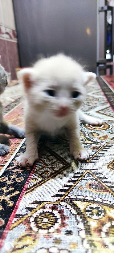 ən ucuz pişiklər: Dişi, Yaxşı əllərə — 9