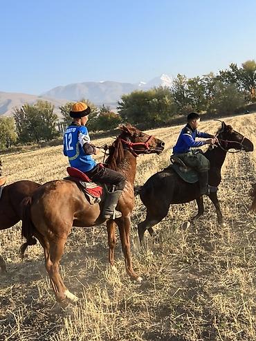 Лошади, кони: Продаю | Конь (самец) | Полукровка | Конный спорт — 13