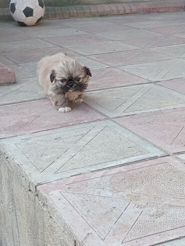 İtlər: Pekines — 11