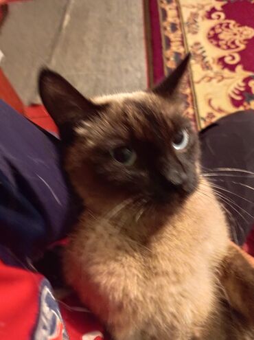 шиншилла кот: Продам сиямскую Кошку чиста кровный хорошим рукам